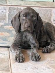 Lost Female Dog last seen SW 160 St, Miami, FL 33157