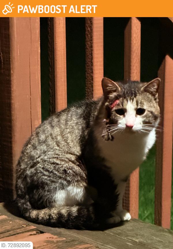 Found/Stray Unknown Cat last seen Meadow Ridge Dr, West Chester Township, OH 45241