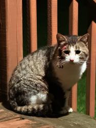 Found/Stray Unknown Cat last seen Meadow Ridge Dr, West Chester Township, OH 45241