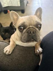 Lost Male Dog last seen Willow and Hercules , Hesperia, CA 92345