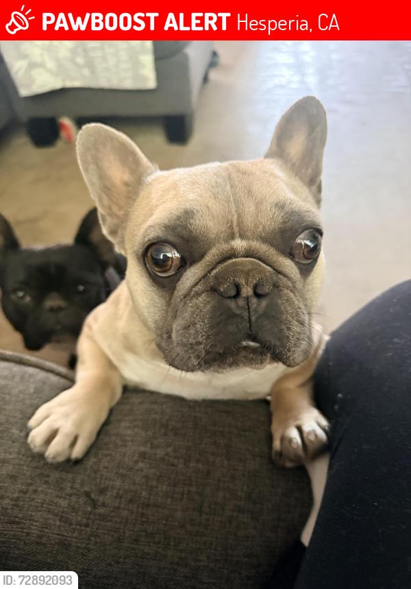 Lost Male Dog last seen Willow and Hercules , Hesperia, CA 92345
