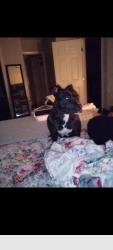 Lost Female Dog last seen Franklin light rail station , Sacramento, CA 95823