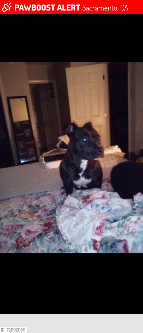 Lost Female Dog last seen Franklin light rail station , Sacramento, CA 95823