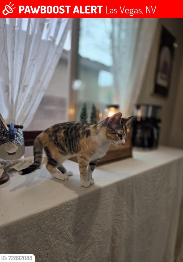 Lost Female Cat last seen Grand Teton and Hualapai , Las Vegas, NV 89149