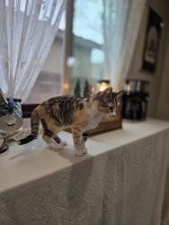 Lost Female Cat last seen Grand Teton and Hualapai , Las Vegas, NV 89149