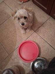 Found/Stray Unknown Dog last seen North 27th Avenue & West Bethany Home Road, Phoenix, AZ 85017