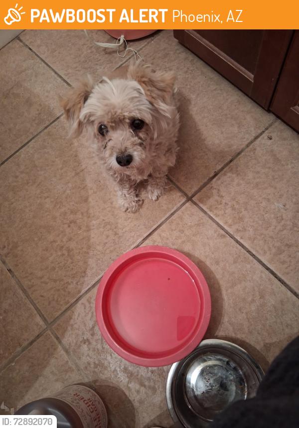 Found/Stray Unknown Dog last seen North 27th Avenue & West Bethany Home Road, Phoenix, AZ 85017