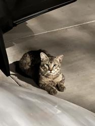 Found/Stray Unknown Cat last seen 25th Pl & Cactus, Phoenix, AZ 85032
