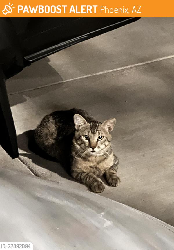 Found/Stray Unknown Cat last seen 25th Pl & Cactus, Phoenix, AZ 85032