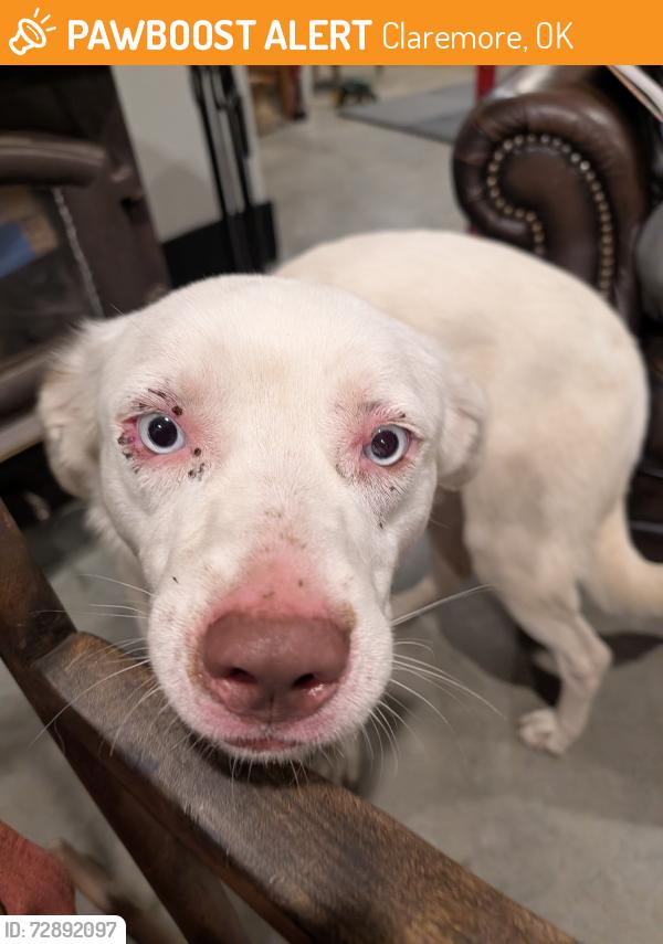 Found/Stray Male Dog last seen In-between Claremore and Pryor , Claremore, OK 74019