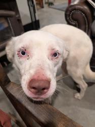 Found/Stray Male Dog last seen In-between Claremore and Pryor , Claremore, OK 74019