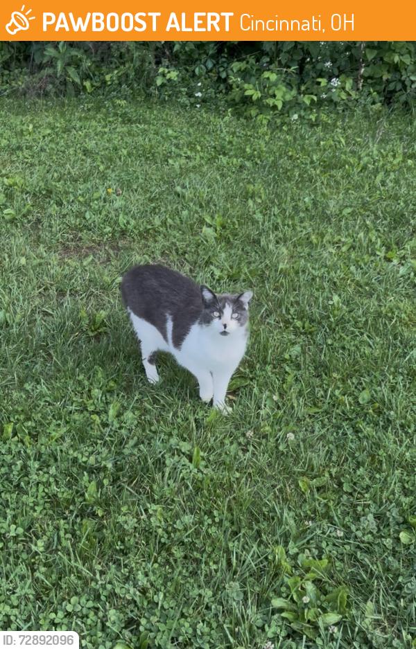 Found/Stray Unknown Cat last seen The woods behind the baseball field at C.O. Harrison Elementary School., Cincinnati, OH 45233