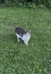 Found/Stray Unknown Cat last seen The woods behind the baseball field at C.O. Harrison Elementary School., Cincinnati, OH 45233