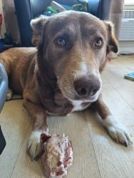 Found/Stray Female Dog last seen Taylor st. N 16th, San Jose, CA 95112