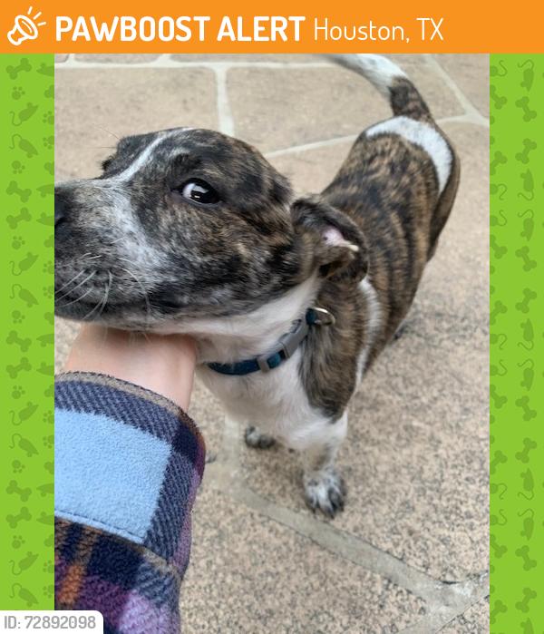 Found/Stray Male Dog last seen Village Terrace and Parkland Way , Houston, TX 77040