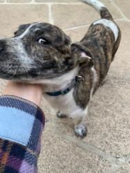 Found/Stray Male Dog last seen Village Terrace and Parkland Way , Houston, TX 77040