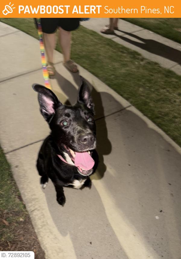 Found/Stray Female Dog last seen Saunders blvd , Southern Pines, NC 28315