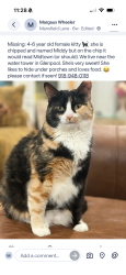 Lost Female Cat last seen Glenpool water tower, Glenpool, OK 74033