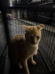 Reunited Unknown Cat last seen Borage Trail Roscoe, Roscoe, IL 61073