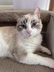 Lost Female Cat last seen Near Independence TRL, Cumming, GA 30040