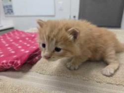 Shelter Stray Female Cat last seen Benton and  E 51st, 64130, MO, Kansas City, MO 64132