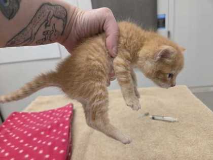 Shelter Stray Male Cat last seen Benton and  E 51st, 64130, MO, Kansas City, MO 64132