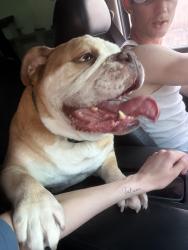 Reunited Male Dog last seen Centennial pkwy and Fort Apache , Las Vegas, NV 89149