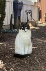 Lost Female Cat last seen Lea hill Auburn , Auburn, WA 98092
