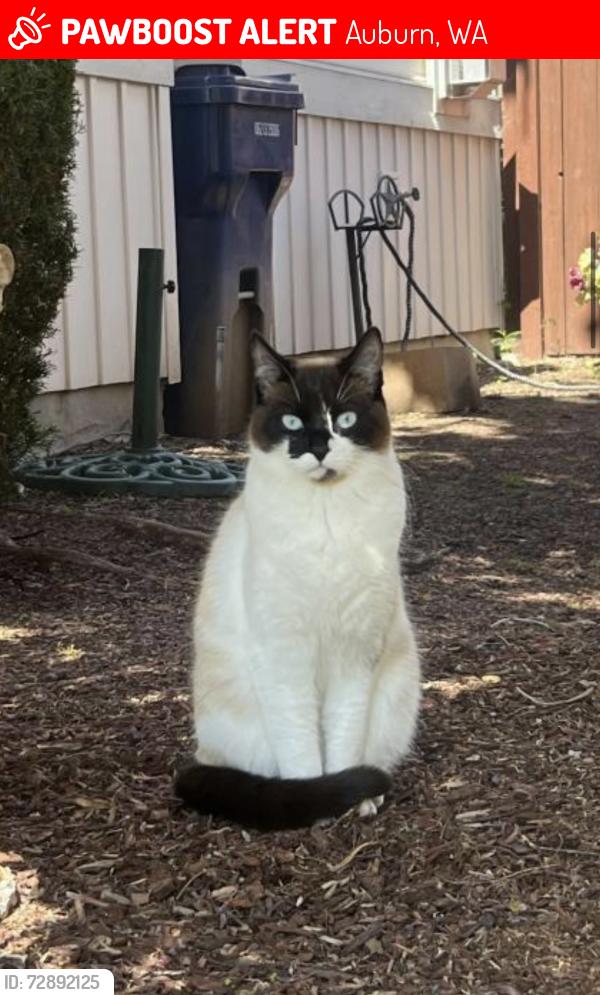 Lost Female Cat last seen Lea hill Auburn , Auburn, WA 98092