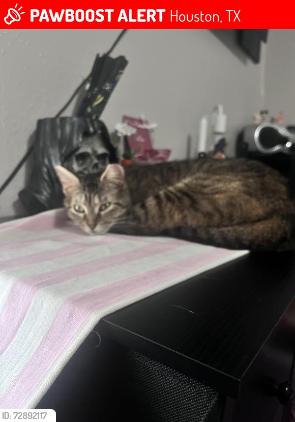 Lost Female Cat last seen Jason St & S. Gessner Rd Houston, Tx 77074, Houston, TX 77074
