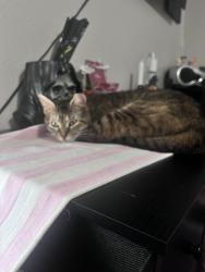 Lost Female Cat last seen Jason St & S. Gessner Rd Houston, Tx 77074, Houston, TX 77074