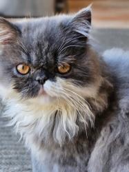 Lost Male Cat last seen Near clanton place/ Remington Hills, San Diego, CA 92154