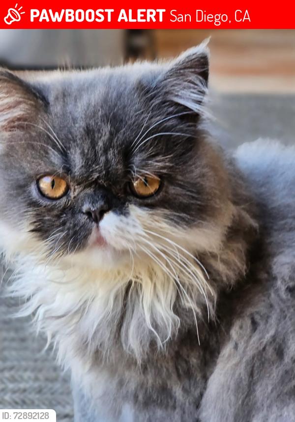 Lost Male Cat last seen Near clanton place/ Remington Hills, San Diego, CA 92154