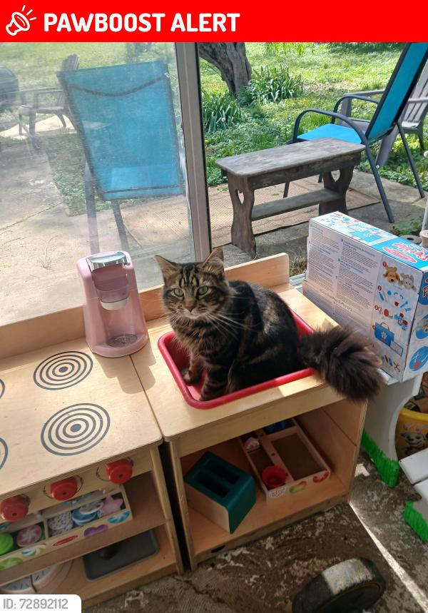 Lost Male Cat last seen Morgantown and Smith valley, White River Township, IN 46142