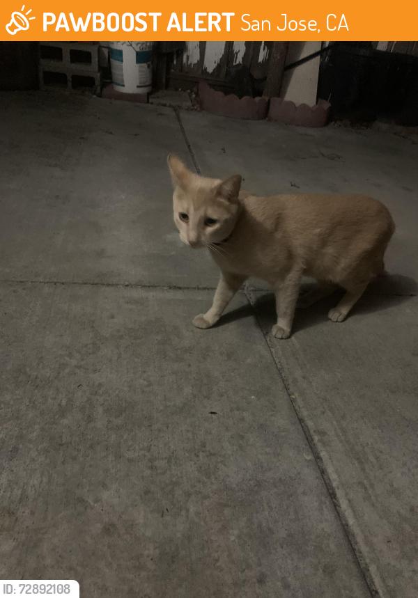 Found/Stray Male Cat last seen Senter rd, San Jose, CA 95111