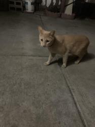 Found/Stray Male Cat last seen Senter rd, San Jose, CA 95111
