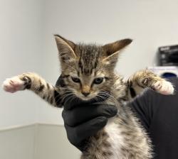 Shelter Stray Female Cat last seen Near Midway Drive, San Diego, CA, 92110, San Diego, CA 92110