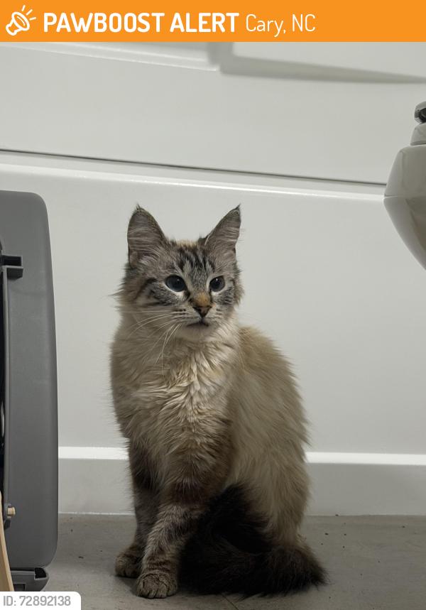 Found/Stray Female Cat last seen Amberton at Stonewater apmts , Cary, NC 27519
