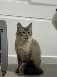 Found/Stray Female Cat last seen Amberton at Stonewater apmts , Cary, NC 27519