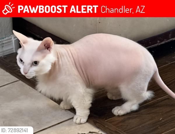 Lost Male Cat last seen Pima Park by Sanborn Elementary , Chandler, AZ 85225