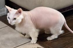 Lost Male Cat last seen Pima Park by Sanborn Elementary , Chandler, AZ 85225