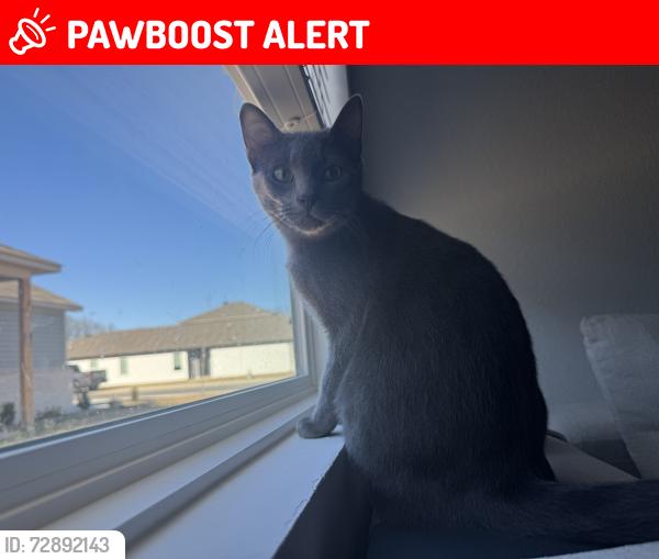 Lost Male Cat last seen mason dr, North Little Rock, AR 72113