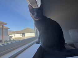 Lost Male Cat last seen mason dr, North Little Rock, AR 72113