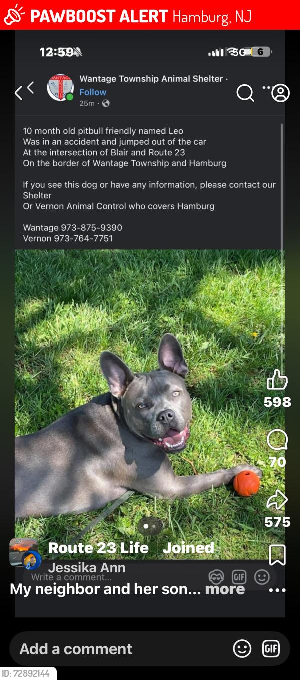 Lost Male Dog last seen Blair Road and Route 23, Hamburg, NJ 07419