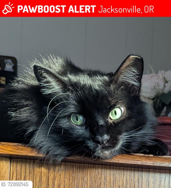Lost Female Cat last seen Nunan and pioneer village, Jacksonville, OR 97530
