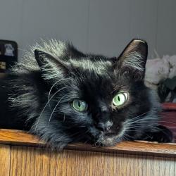 Lost Female Cat last seen Nunan and pioneer village, Jacksonville, OR 97530