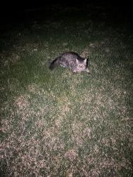 Found/Stray Unknown Cat last seen Cavell Ave S by Bloomington Ferry Road, Bloomington, MN 55438