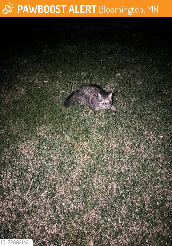 Found/Stray Unknown Cat last seen Cavell Ave S by Bloomington Ferry Road, Bloomington, MN 55438