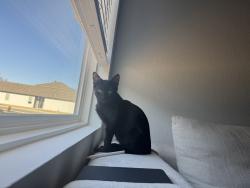 Lost Male Cat last seen masons dr, North Little Rock, AR 72113