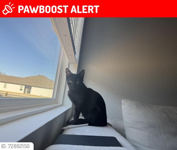 Lost Male Cat last seen masons dr, North Little Rock, AR 72113